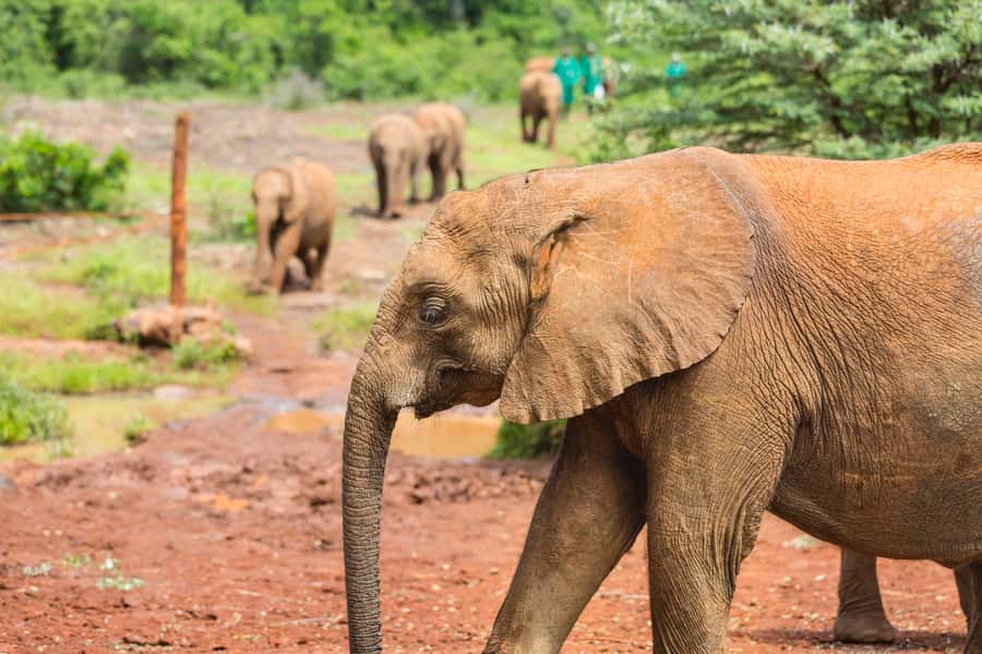 Nairobi: Elephant Orphanage, Beads Factory , giraffe center - Your Guide Matters, and This One Can Make the Day
