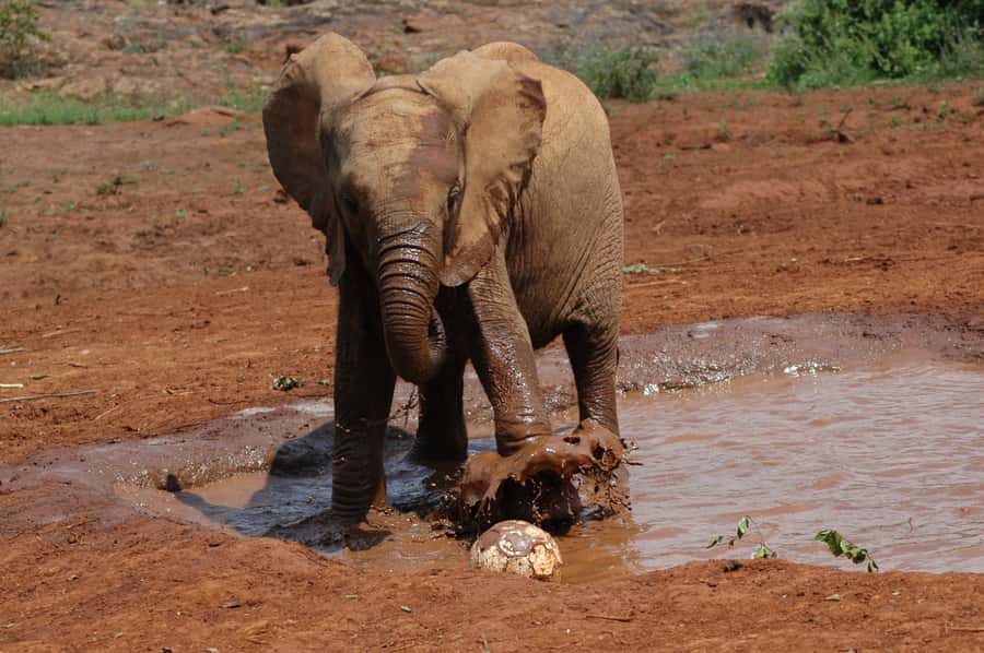 Nairobi: Elephant Orphanage, Beads Factory , giraffe center - FAQ