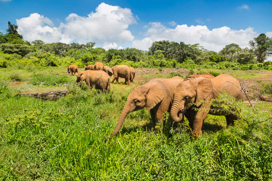 Nairobi: Elephant Orphanage, Beads Factory , giraffe center - David Sheldrick Wildlife Trust: Baby Elephants, Mud Play, and Conservation Talk