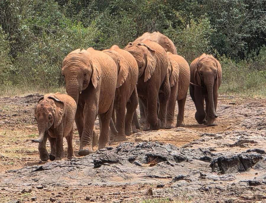 Nairobi: Elephant Orphanage Trust and Giraffe Center Tour - Key takeaways before you go
