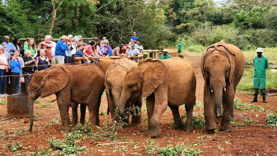 Nairobi: Elephant Orphanage Trust and Giraffe Center Tour - How this Nairobi wildlife day stays manageable in real traffic