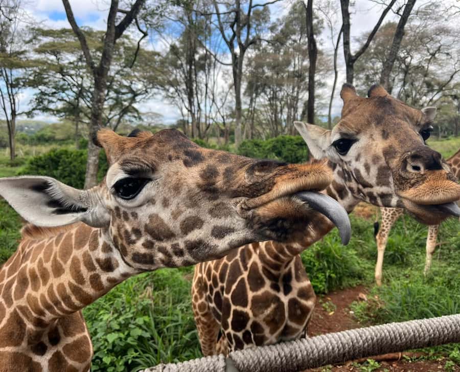 Nairobi: Elephant Orphanage Trust and Giraffe Center Tour - Kobe beads and leather: buying something beautiful with a purpose