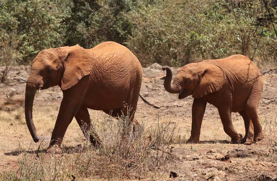 Nairobi: Elephant Orphanage Trust and Giraffe Center Tour - Lunch and craft time: useful downtime, not dead time