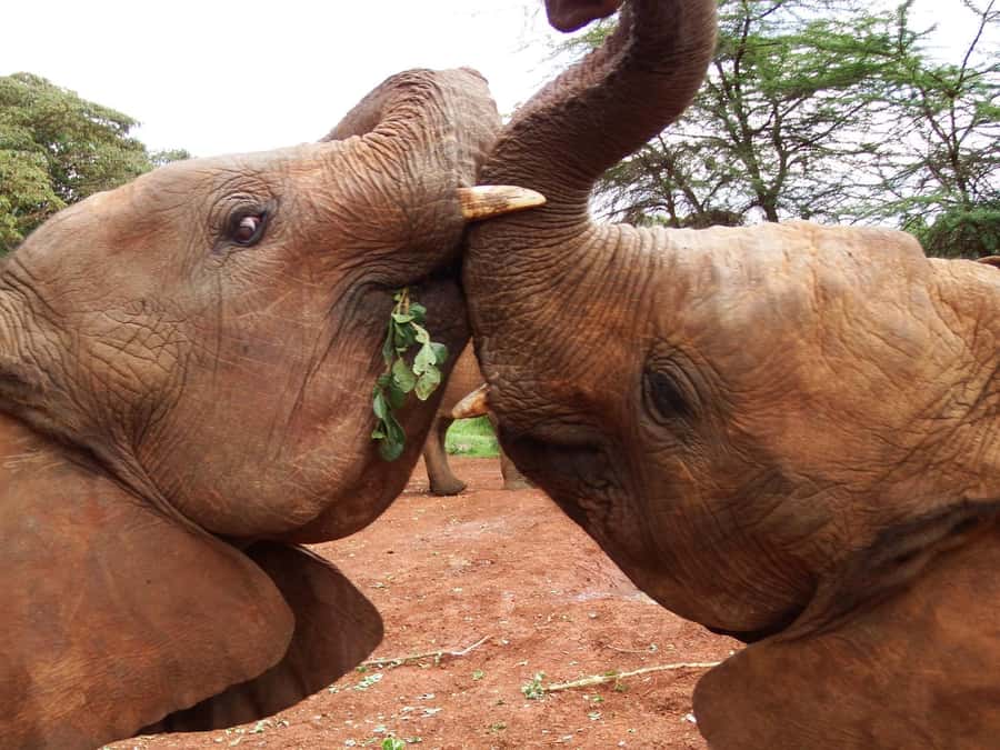Nairobi: Elephant Orphanage Trust and Giraffe Center Tour - Price and the E-citizen park fee, the part you should budget for