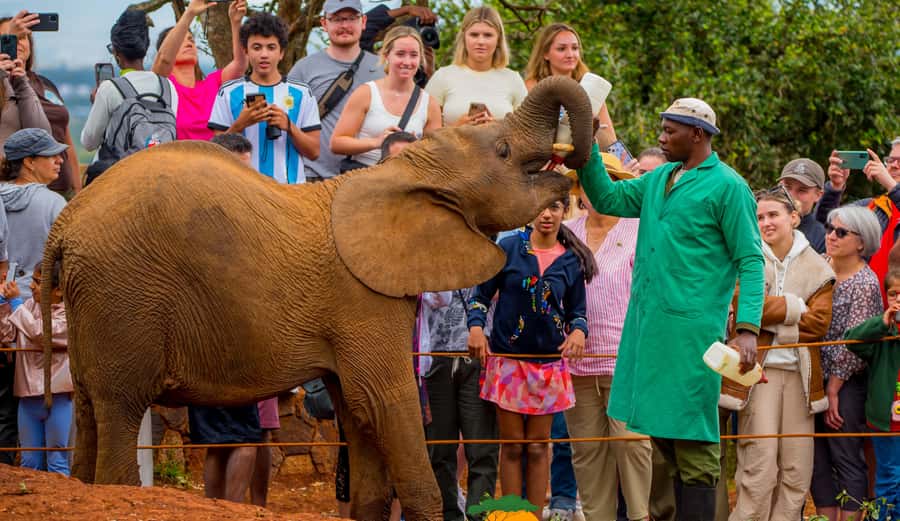 Nairobi: Elephant Orphanage Trust and Giraffe Center Tour - Pickups in Nairobi: how to plan your start time