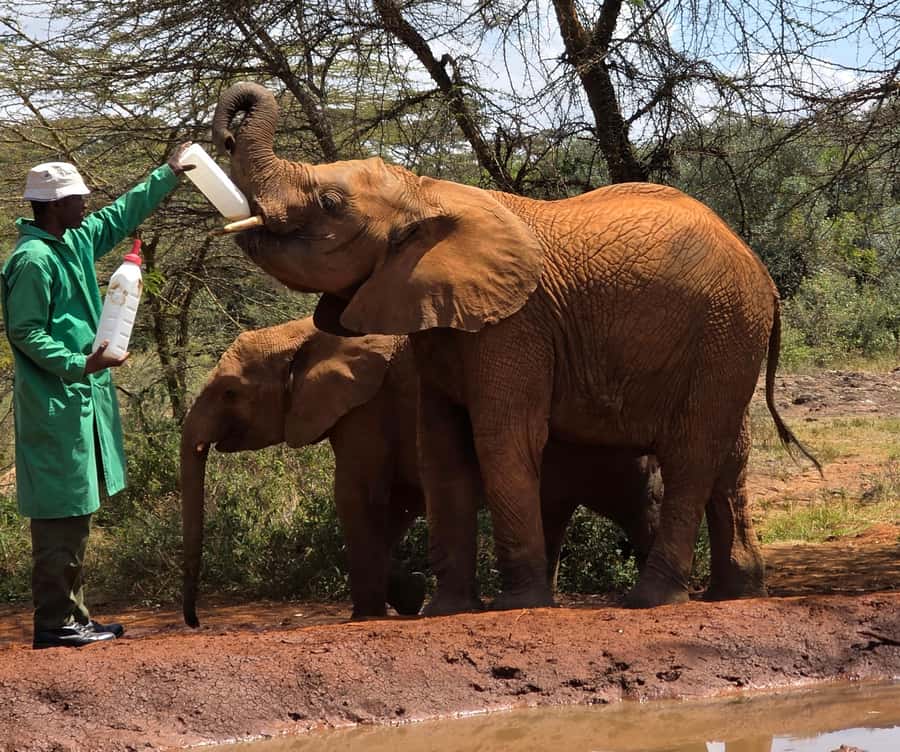 Nairobi: Elephant Orphanage Trust and Giraffe Center Tour - The guide makes or breaks the experience