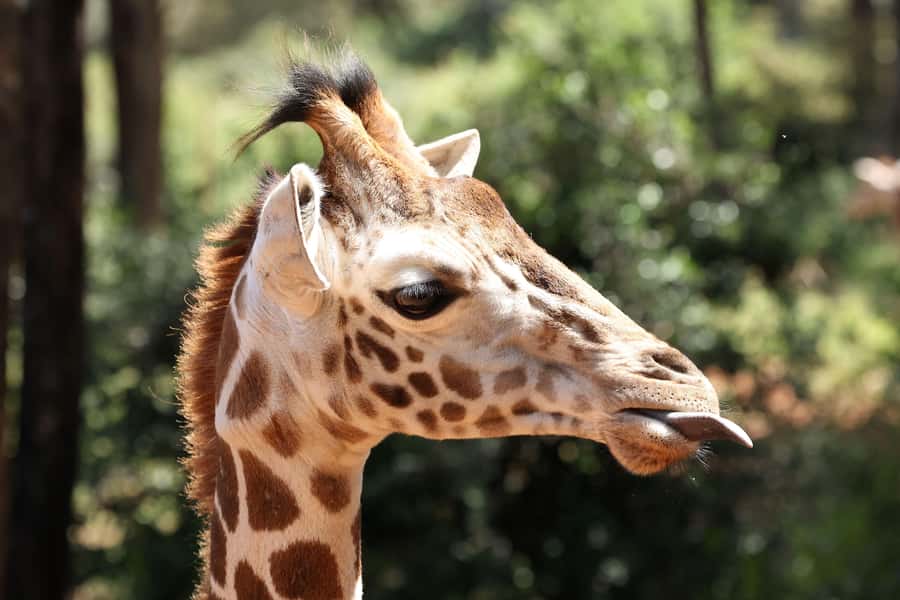 Nairobi: Elephant Orphanage Trust and Giraffe Center Tour - Kazuri/Kanzuri bead factory: more than a souvenir stop