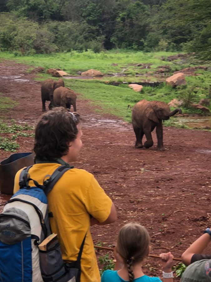Nairobi: Elephant Sanctuary and Giraffe Center Day Tour - From Nairobi pickup to elephant viewing, what the day really feels like