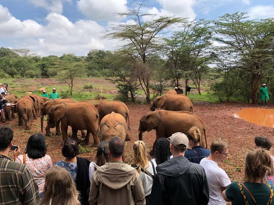 Nairobi: Elephant Sanctuary and Giraffe Center Day Tour - Timing and transport: how the schedule works without feeling rushed