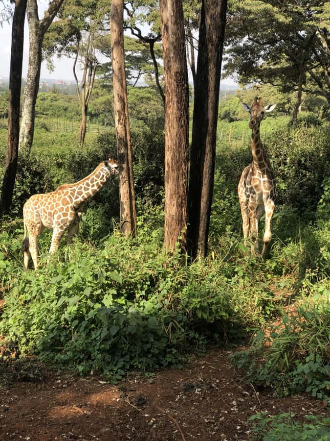 Nairobi: Elephant Sanctuary and Giraffe Center Day Tour - Price, reservations, and the extra fees you must plan for