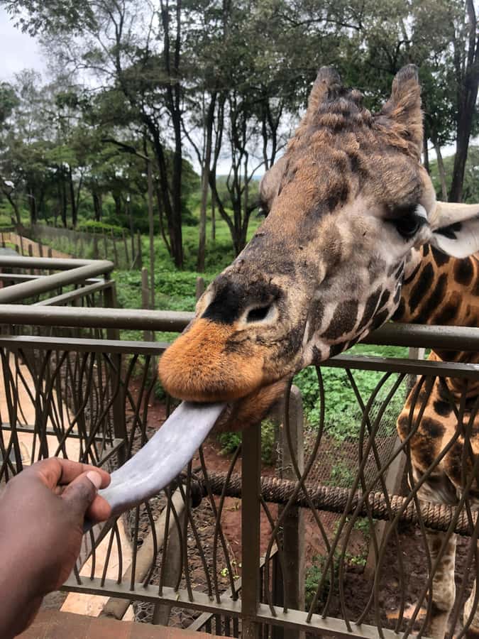 Nairobi: Elephant Sanctuary and Giraffe Center Day Tour - Where this tour shines, and who it fits best