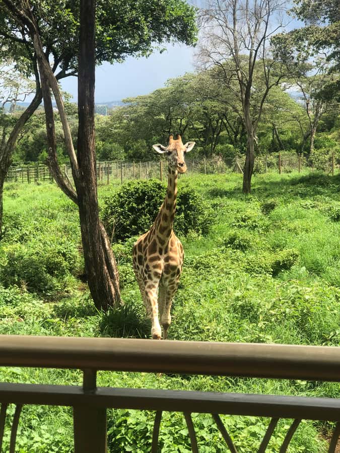 Nairobi: Elephant Sanctuary and Giraffe Center Day Tour - Practical tips that make a difference