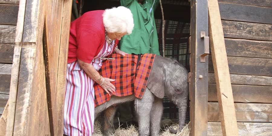 Nairobi: Elephant Sanctuary and Giraffe Center Day Tour - David Sheldrick Wildlife Trust: orphan elephant stories, guided by name
