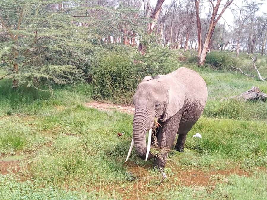 Nairobi: Elephants, Giraffes, Karen Blixen & Bomas Tour - Giraffe center feed time and a reality check on scale