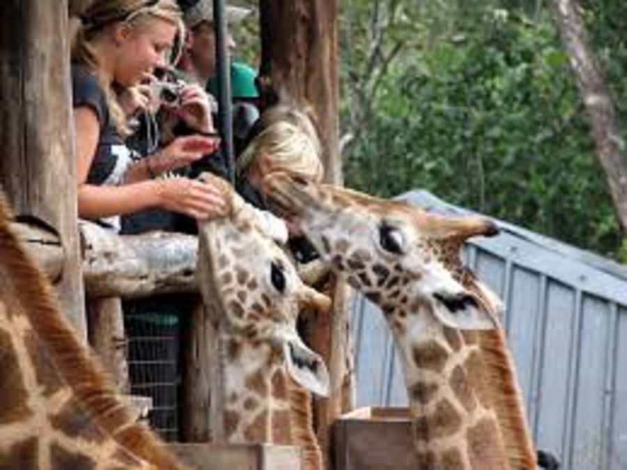 Nairobi: Elephants, Giraffes, Karen Blixen & Bomas Tour - David Sheldrick Wildlife Trust: baby elephants up close