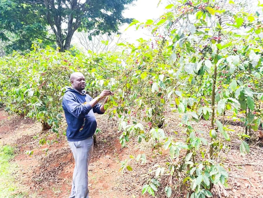 Nairobi: Fairview Coffee Estate Tour with Pickup - Getting the best experience: shoe choice, timing, and questions
