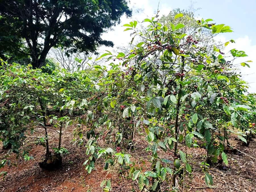 Nairobi: Fairview Coffee Estate Tour with Pickup - Nairobi to Kiambu: why this half-day works so well