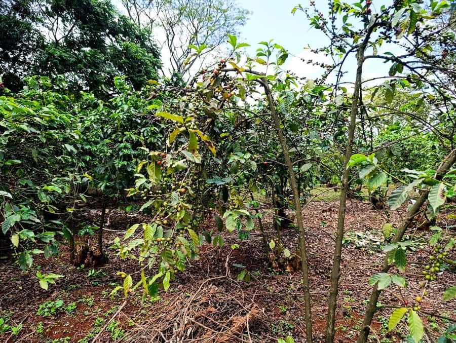 Nairobi: Fairview Coffee Estate Tour with Pickup - Wet and dry mills: where cherries become beans