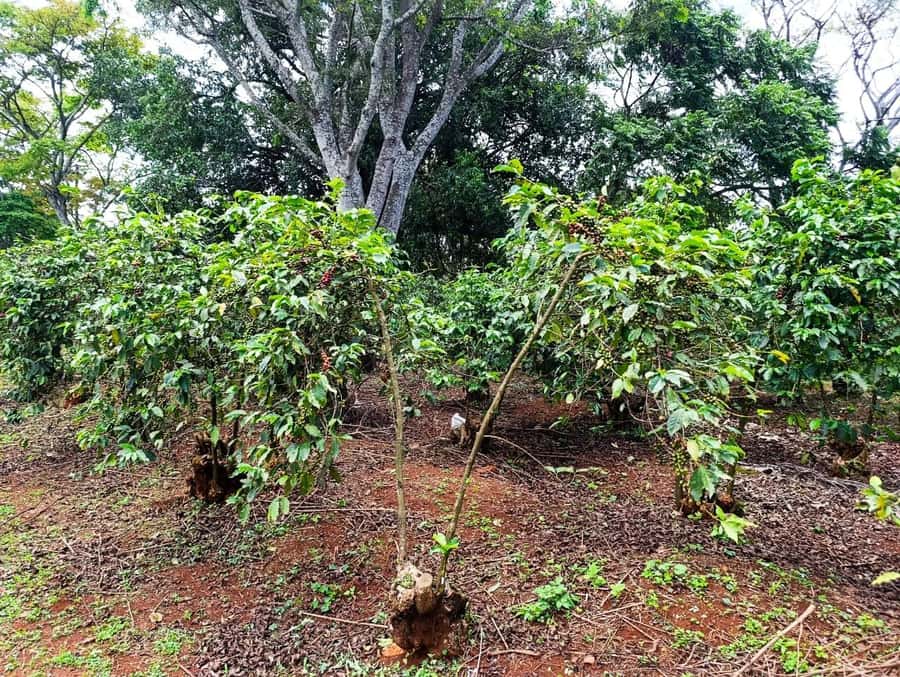Nairobi: Fairview Coffee Estate Tour with Pickup - Cupping and tasting: learning to taste Kenyan coffee in plain steps