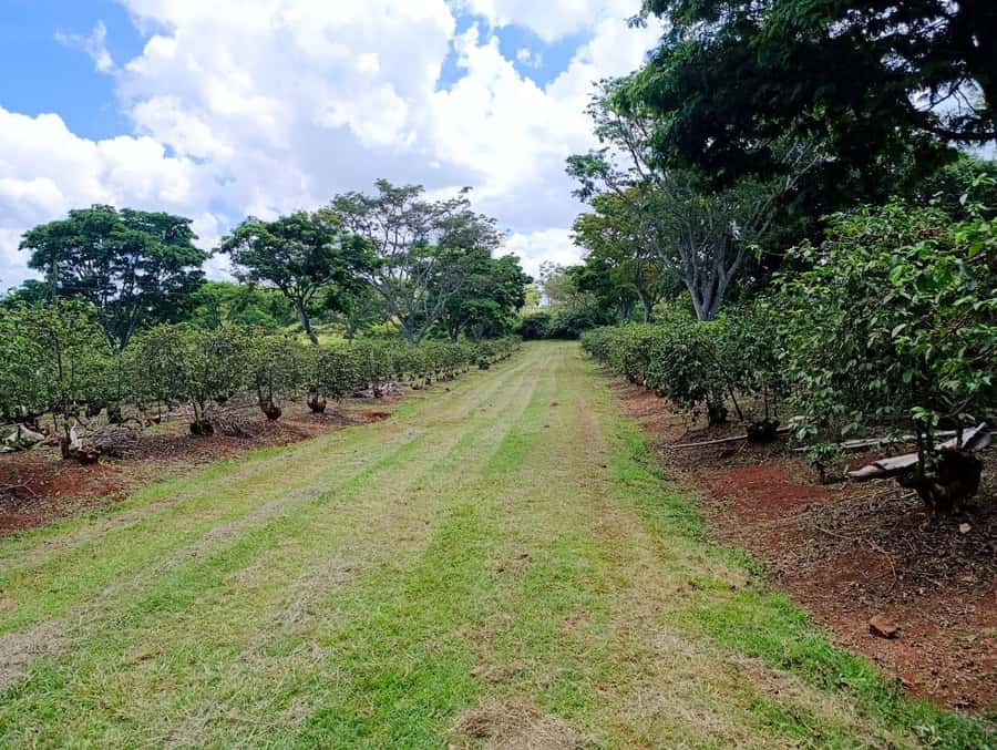 Nairobi: Fairview Coffee Estate Tour with Pickup - Price and logistics: what $38 covers, and what can add up