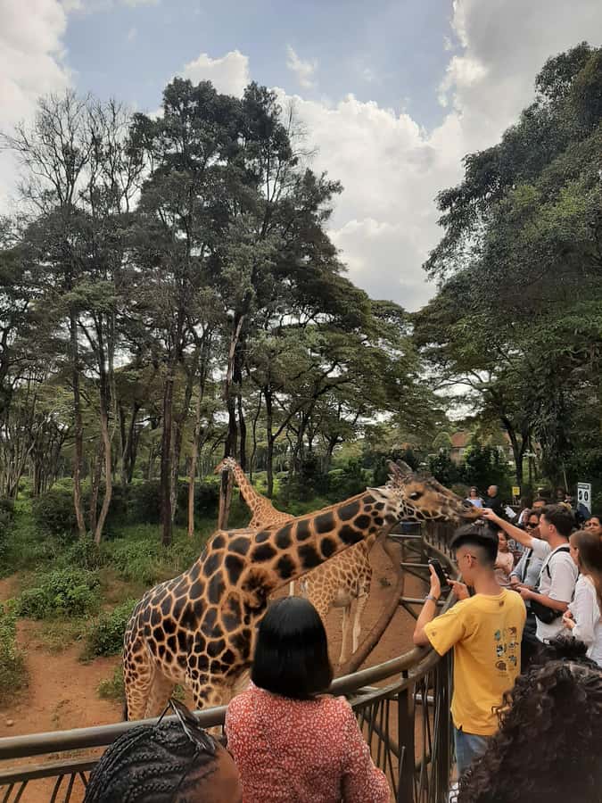 Nairobi: Game drive, elephant Orphanage & giraffe centre. - Price and value: what $139 covers, and what tickets add up to