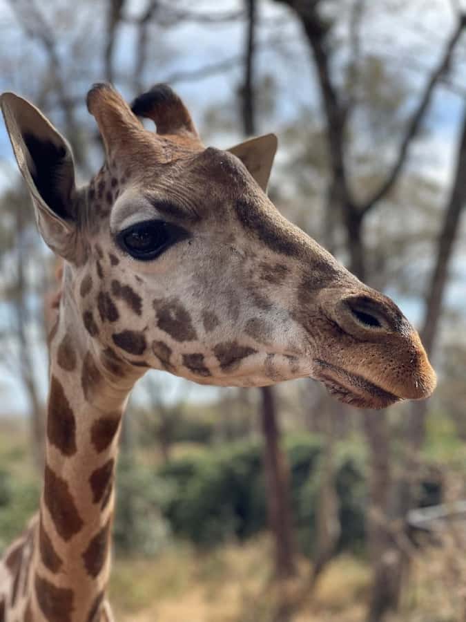 Nairobi:Giraffe Center, Baby Elephant and Beads factory Tour - What to Bring (So the Day Feels Easy)
