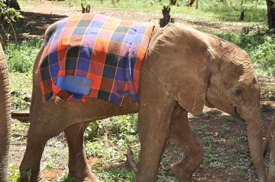 Nairobi:Giraffe Center, Baby Elephant and Beads factory Tour - Should You Book This Giraffe, Elephant, and Beads Day?