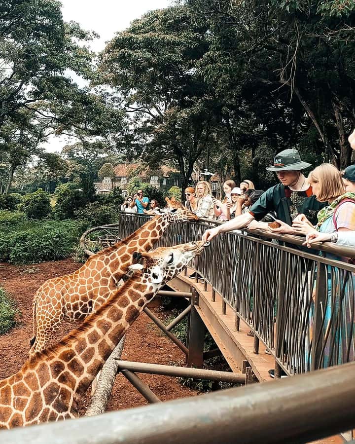 Nairobi: Giraffe Center, Elephant Orphanage, and Beads Tour - Why this Nairobi 5-hour loop works so well