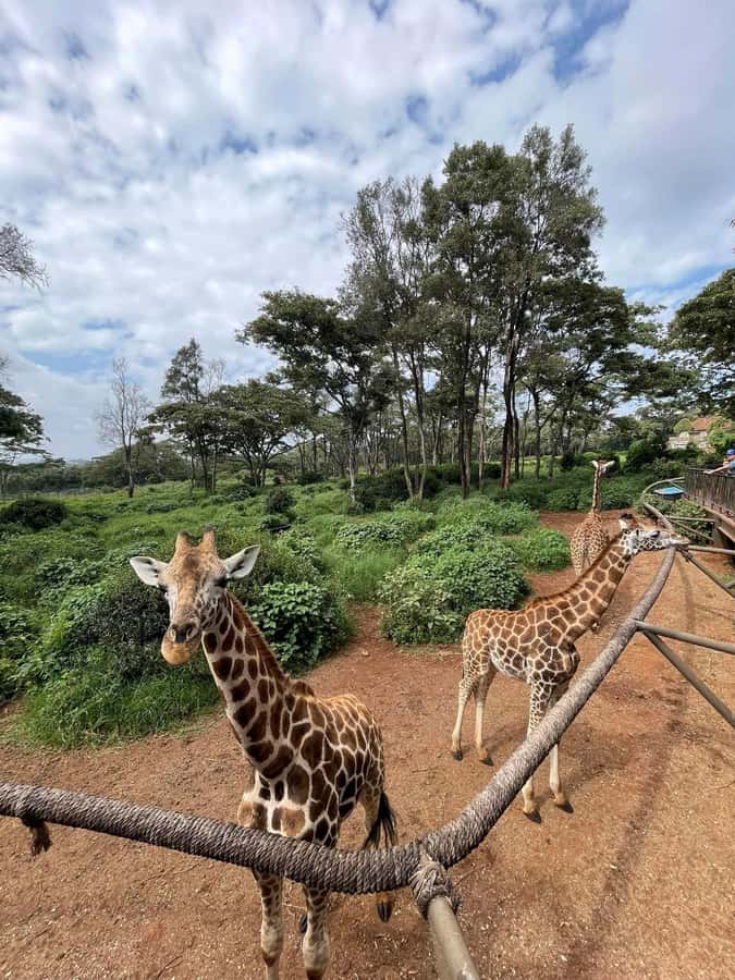 Nairobi: Giraffe Center, Elephant Orphanage, and Beads Tour - Nairobi National Park safari: guided wildlife time without the planning headache