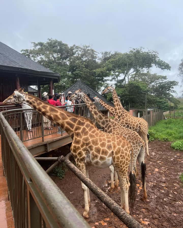 Nairobi: Giraffe Center, Elephant Orphanage, and Beads Tour - Kazuri Beads (listed as Kobe Beads): how a factory visit connects to people