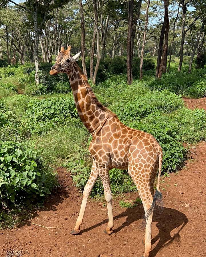Nairobi: Giraffe Center, Elephant Orphanage, and Beads Tour - Price and logistics: what you pay and what you actually get for $28