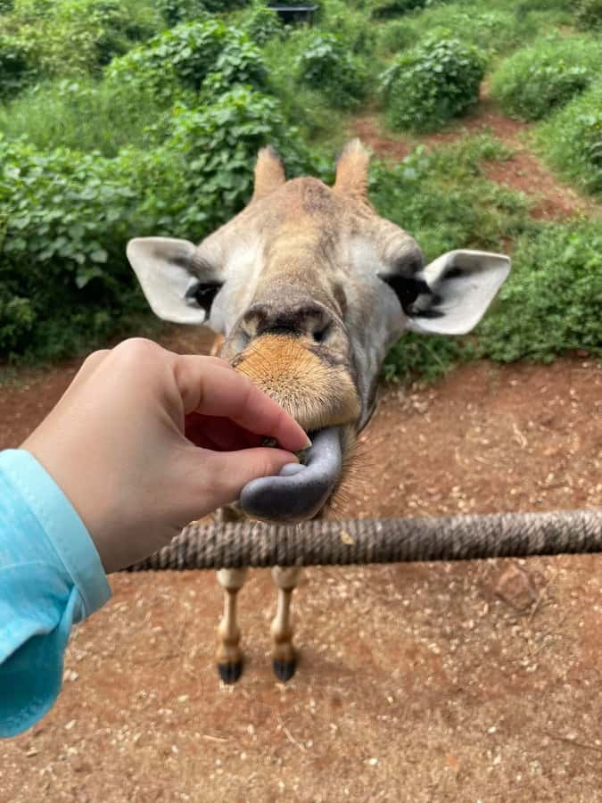 Nairobi: Giraffe Center, Elephant Orphanage, and Beads Tour - The van, the guide, and the small details that shape the day