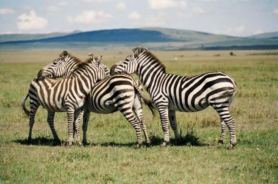 Nairobi:Group Hell's Gate National Park & Lake Naivasha Tour - Walking the gorges: 1-hour guide-led exploration