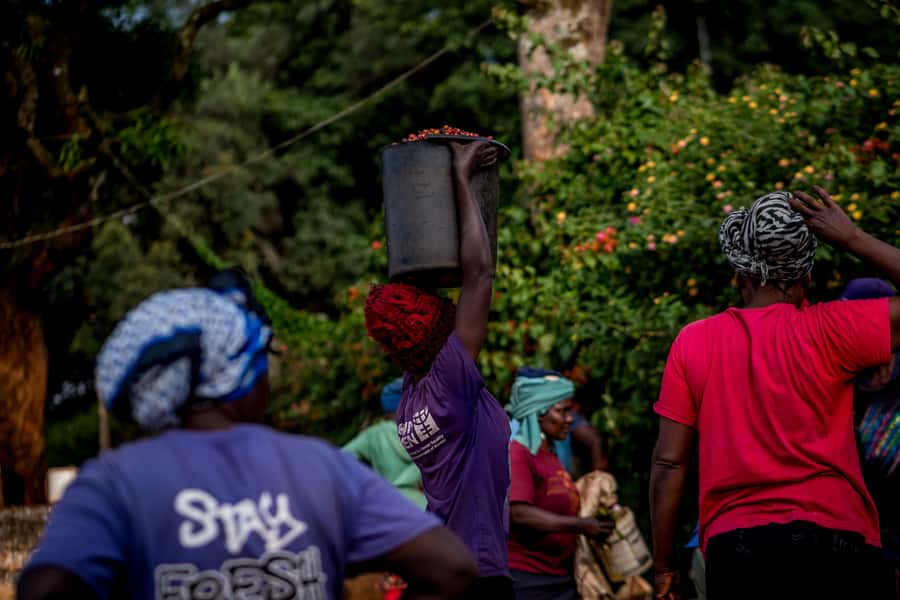 Nairobi: Guided Coffee Farm Tour with Tastings - Key highlights you should care about