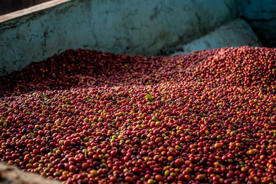 Nairobi: Guided Coffee Farm Tour with Tastings - Entering The Nairobi Coffee Farm Experience, With Pickup Done for You