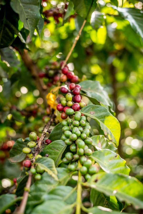 Nairobi: Guided Coffee Farm Tour with Tastings - Walking the Plantation, Learning How Coffee Is Actually Grown