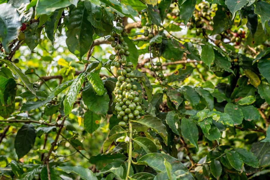 Nairobi: Guided Coffee Farm Tour with Tastings - Your Hot Cup and Snack: The Part You Can Taste Immediately