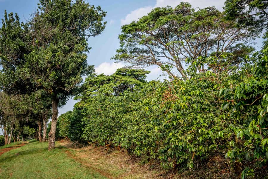 Nairobi: Guided Coffee Farm Tour with Tastings - The Nairobi Transfer Adds Value, Especially If You Get Patrick Solomon