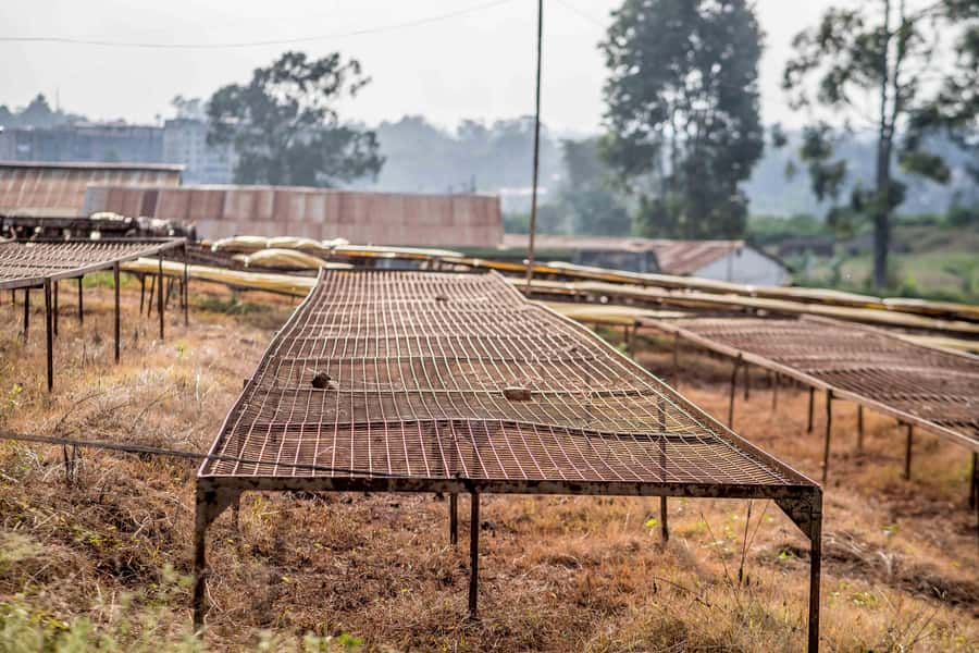 Nairobi: Guided Coffee Farm Tour with Tastings - Who This Tour Fits Best, and Who Might Want to Skip It