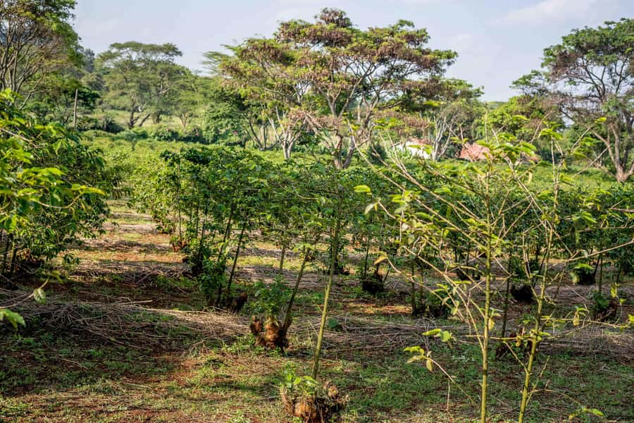 Nairobi: Guided Coffee Farm Tour with Tastings - The East Africa Coffee Story, Explained Without the Fluff