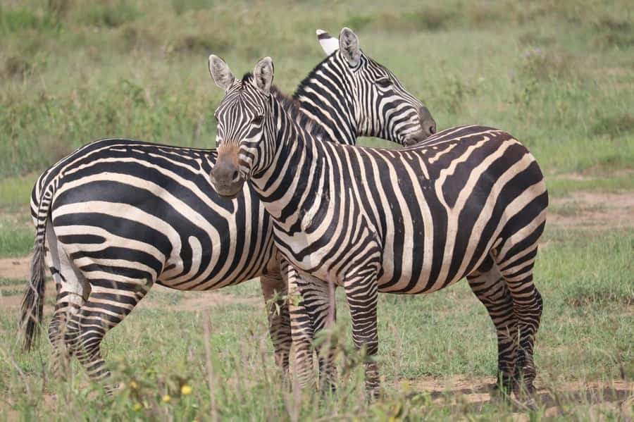 Nairobi: Half-Day Game Drive at Nairobi National Park - Key things that make this game drive worth your time