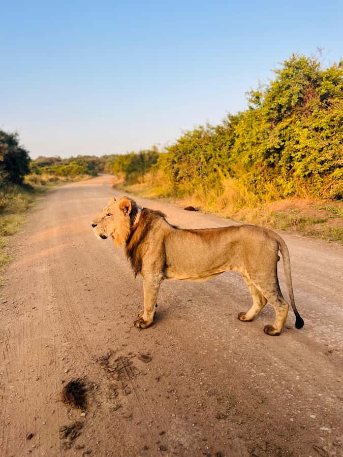 Nairobi: Half-Day Game Drive at Nairobi National Park - Nairobi National Park in 4 hours: the smart half-day safari