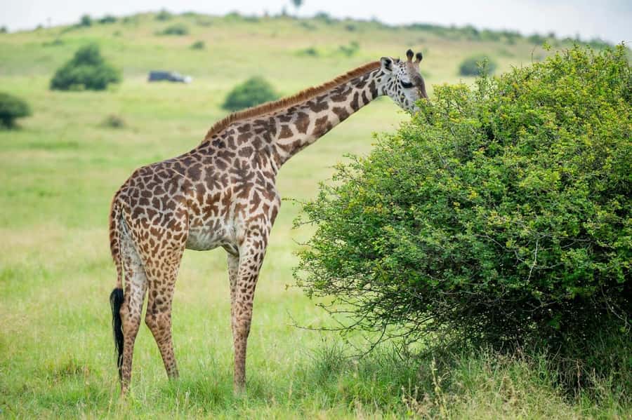 Nairobi: Half-Day Game Drive at Nairobi National Park - Pickup, the scenic drive, and those first monkey sightings
