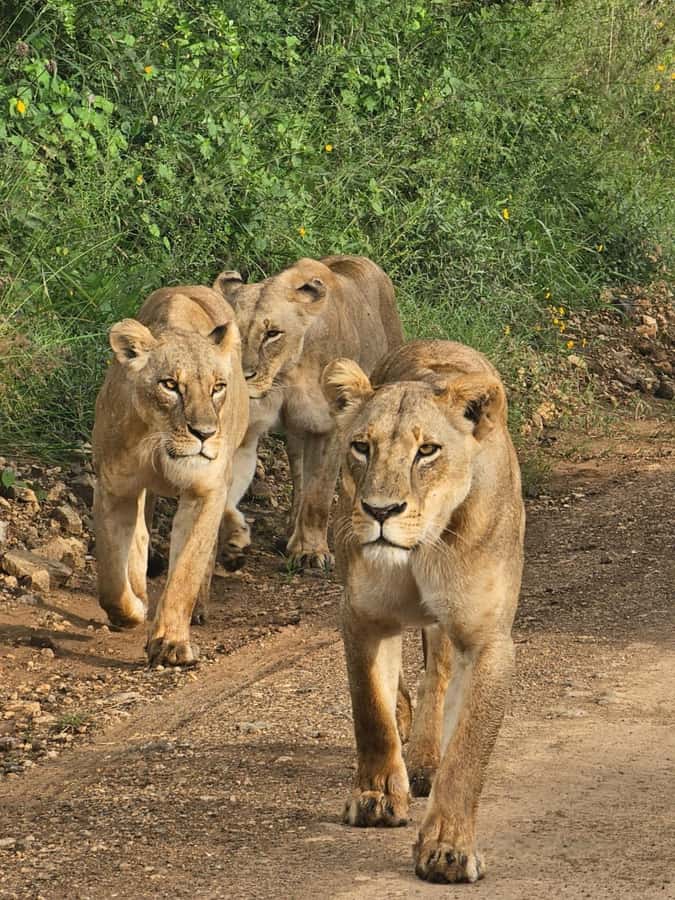 Nairobi: Half-Day Game Drive at Nairobi National Park - The 4-hour game drive: what you are really paying for