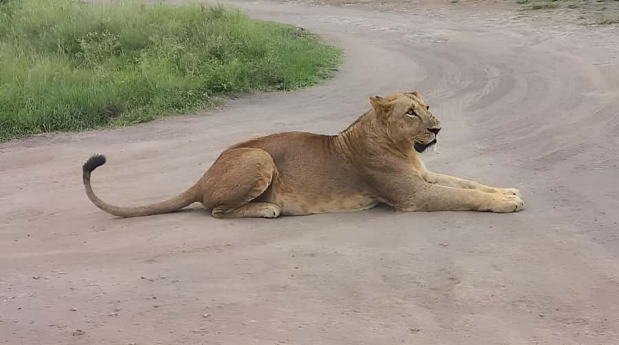 Nairobi: Half-Day Game Drive at Nairobi National Park - Wildlife you might spot, based on real encounters