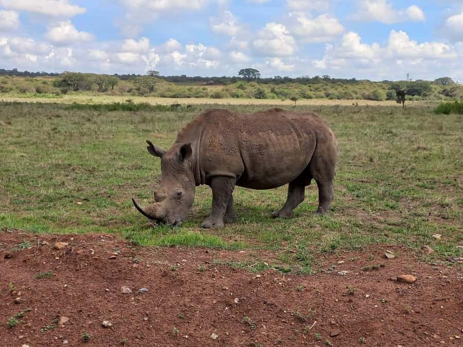 Nairobi: Half-Day Game Drive at Nairobi National Park - Kazuri Beads Factory: a practical culture break between wildlife moments
