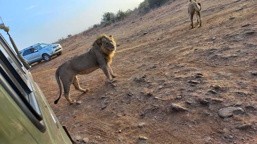 Nairobi: Half-Day Game Drive at Nairobi National Park - Price and value: what $60 really buys you
