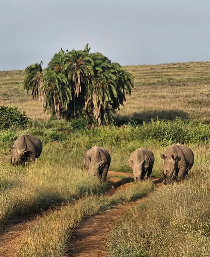 Nairobi: Half-Day Game Drive at Nairobi National Park - What to bring, and how to make your day easier