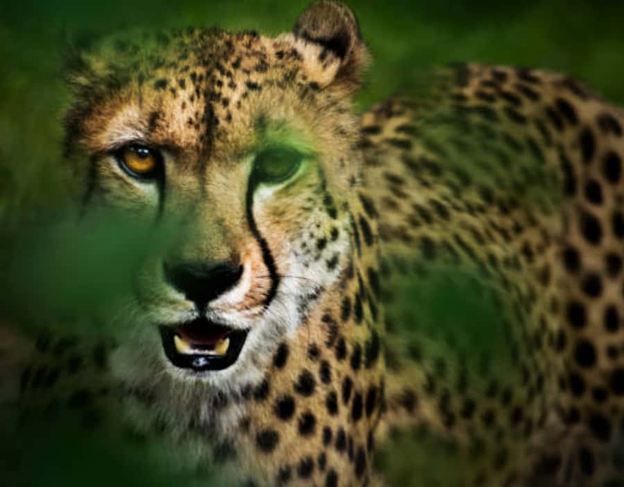 Nairobi: Half-Day Nairobi National Park Private Safari - Key highlights to expect