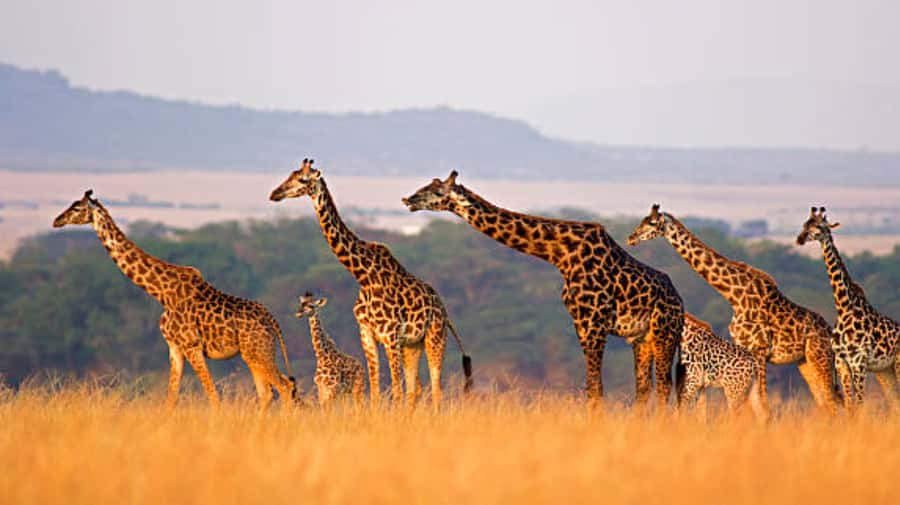 Nairobi: Half-Day Nairobi National Park Private Safari - Why Nairobi National Park Works So Well for a Half-Day